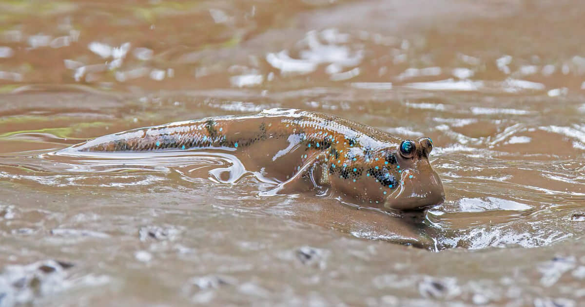 Pesci che camminano: mudskipper