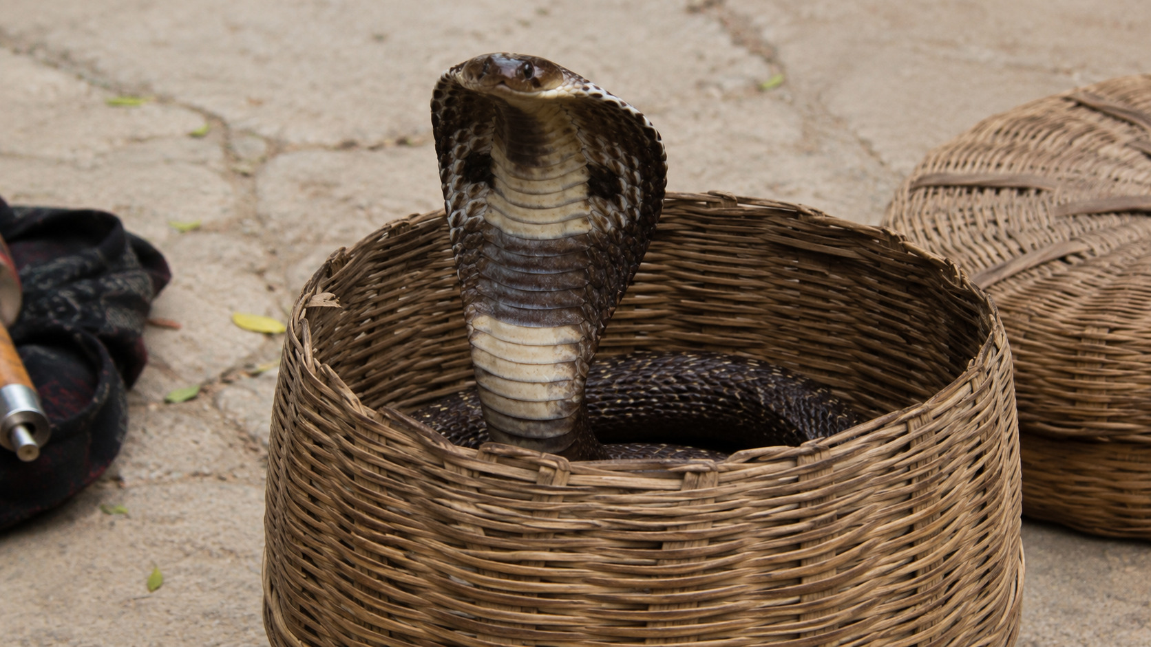 Cobra velenoso