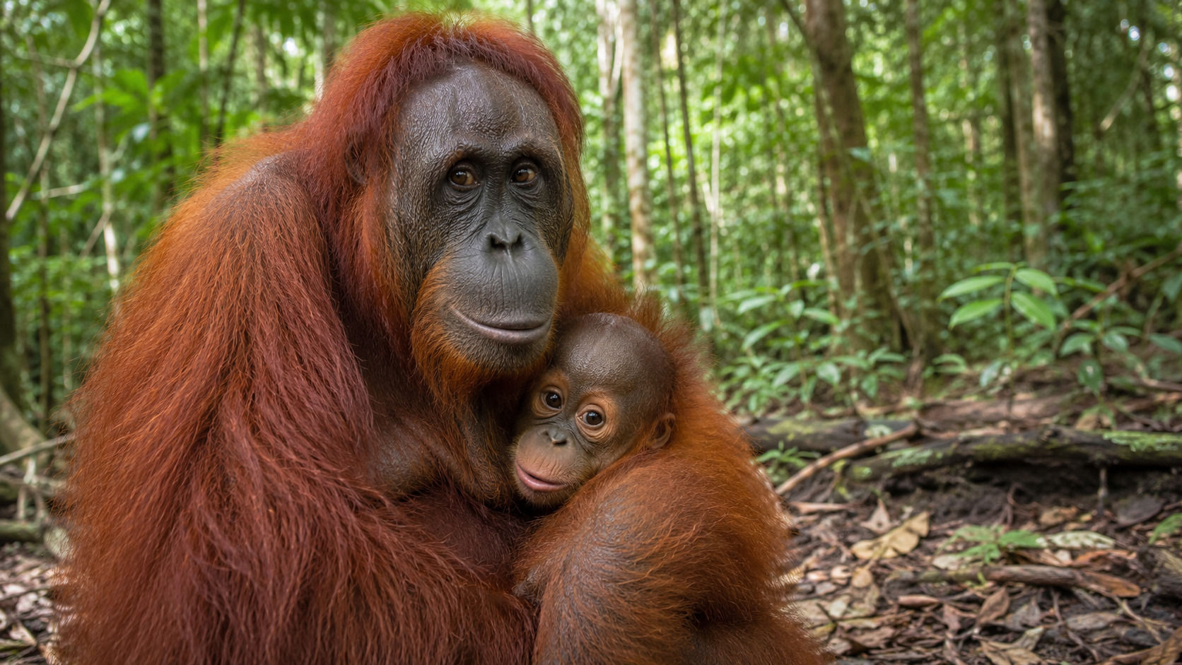 Mamma orango con cucciolo.