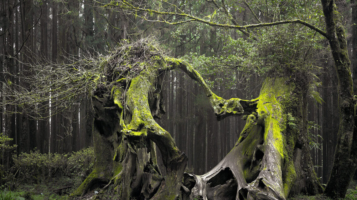 La foresta che cammina di notte: il mistero mai risolto 1 Foresta Hoia Baciu in Romania