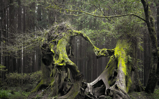 Foresta Hoia Baciu in Romania