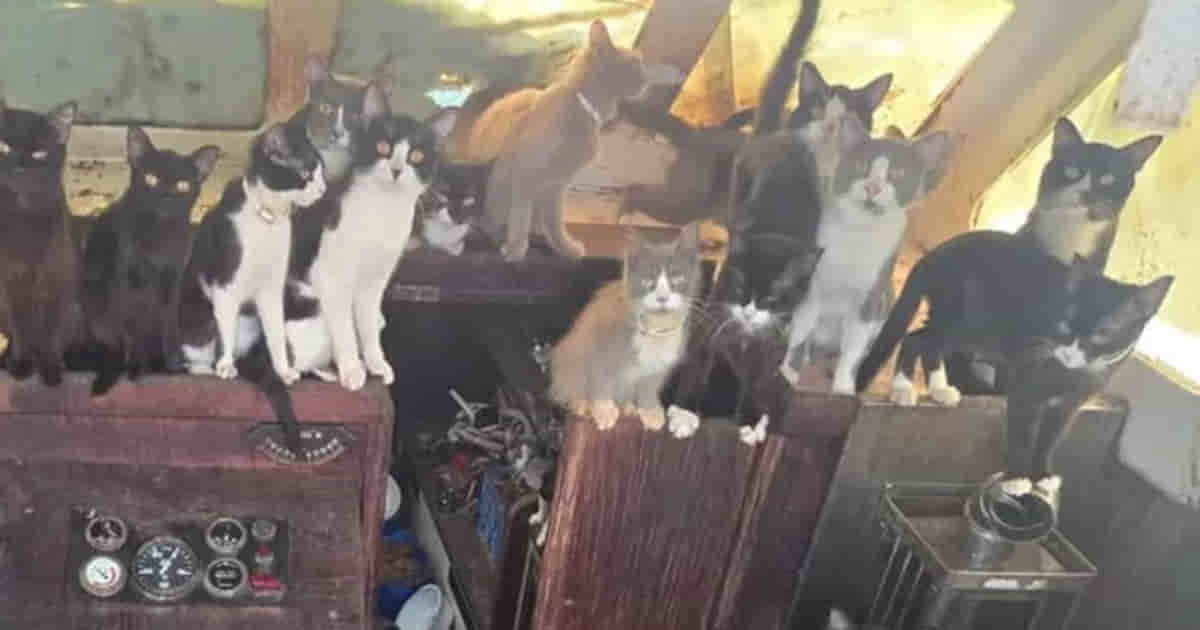 Gatti sulla barca