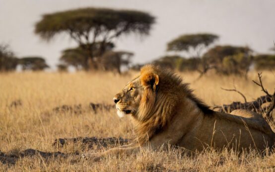 Leone