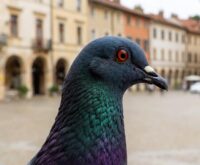 Piccione urbano con piumaggio iridescente e riflessi verdi e viola sul collo.