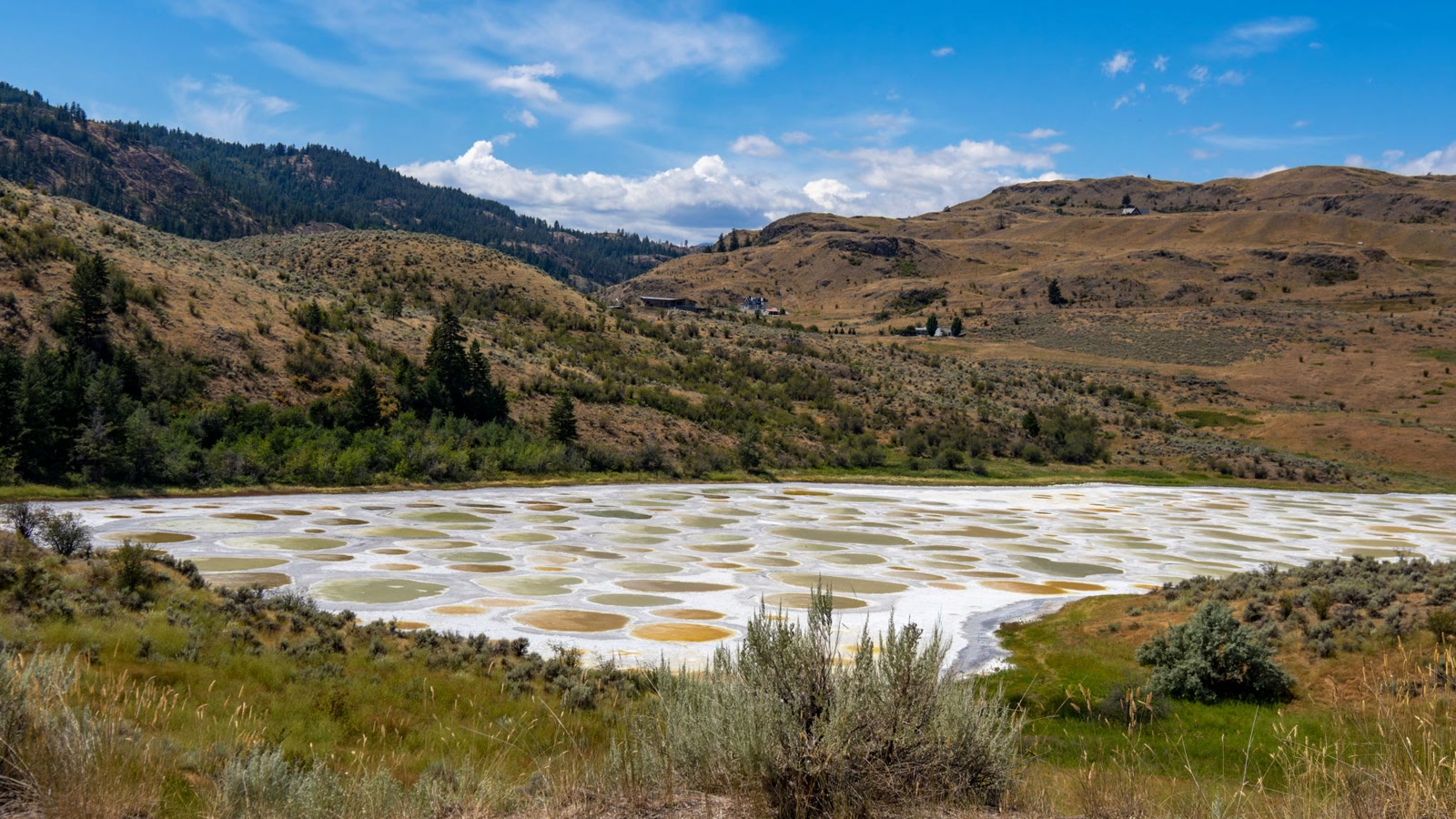 Spotted Lake (Kliluk) in Columbia Britannica: centinaia di pozze minerali gialle e verdi separate da bordi bianchi di cristalli, tra colline aride dell'Okanagan