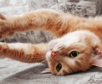 Gatto