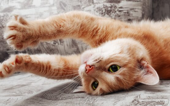 Gatto