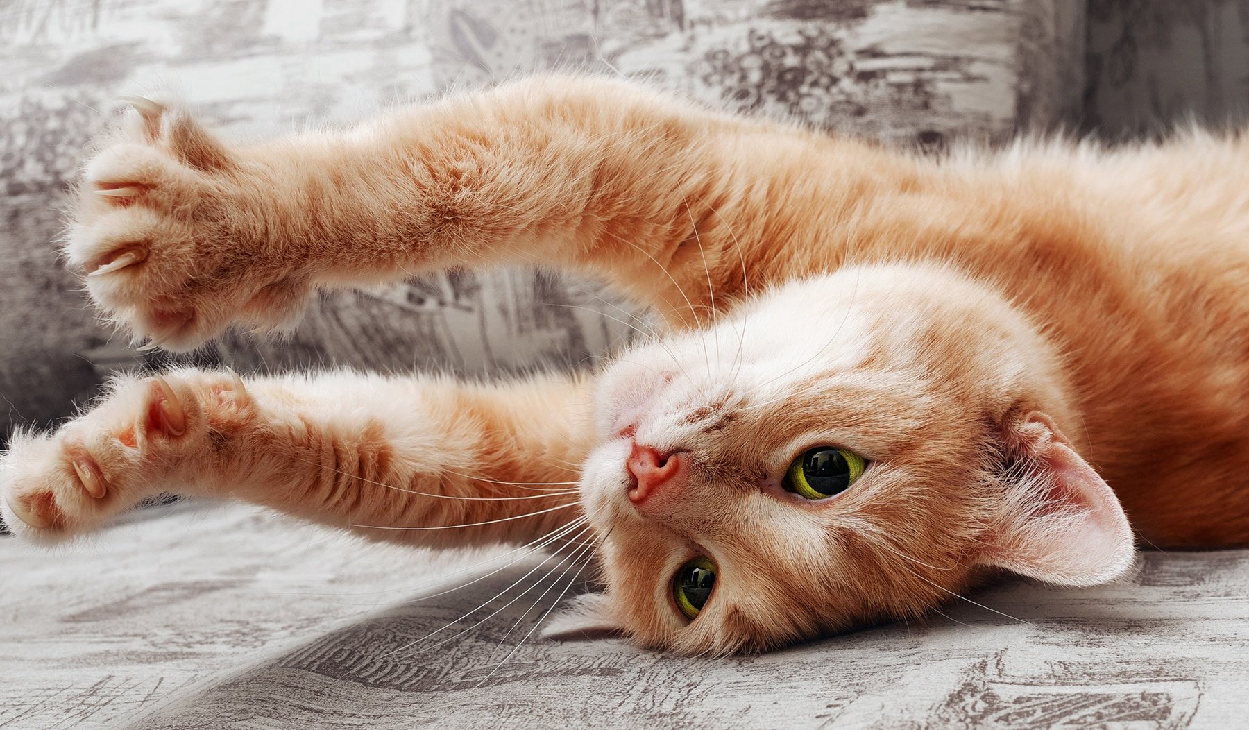 Gatto
