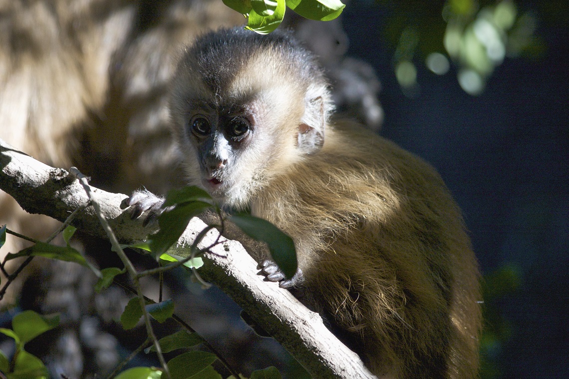 Un cebo barbuto (Sapajus libidinosus) nella savana brasiliana durante un comportamento di foraggiamento