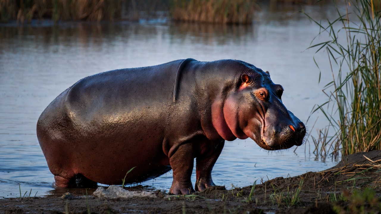Ippopotamo adulto sulla riva di un corso d'acqua africano al crepuscolo