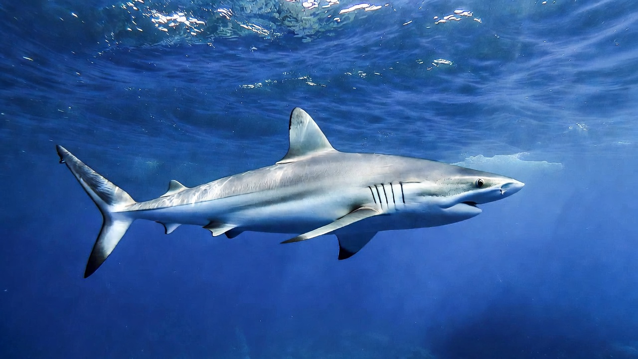 Grande squalo bianco che nuota nelle acque profonde del Mar Mediterraneo