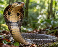 obra reale in posizione di difesa con il cappuccio dispiegato nella foresta, Ophiophagus hannah
