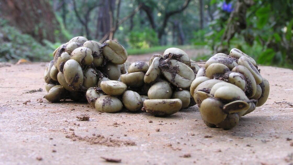 Il caffè che passa dallo stomaco di un animale: quanto costa davvero e cosa c’è dietro la tazza più cara del mondo 2 Chicchi di caffè ancora interi negli escrementi di uno zibetto, come quelli da cui nasce il Kopi Luwak