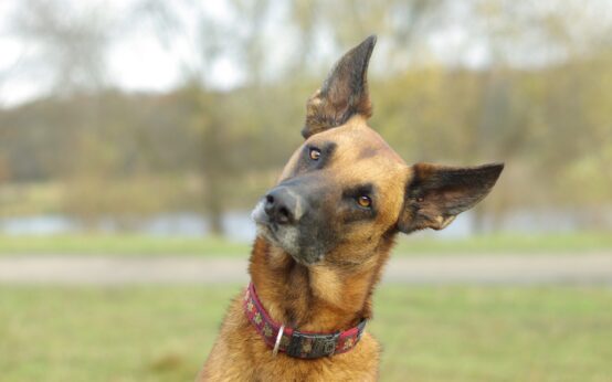 Un cane simile a un pastore belga malinois piega la testa di lato con le orecchie dritte, come se ascoltasse con attenzione, in un parco