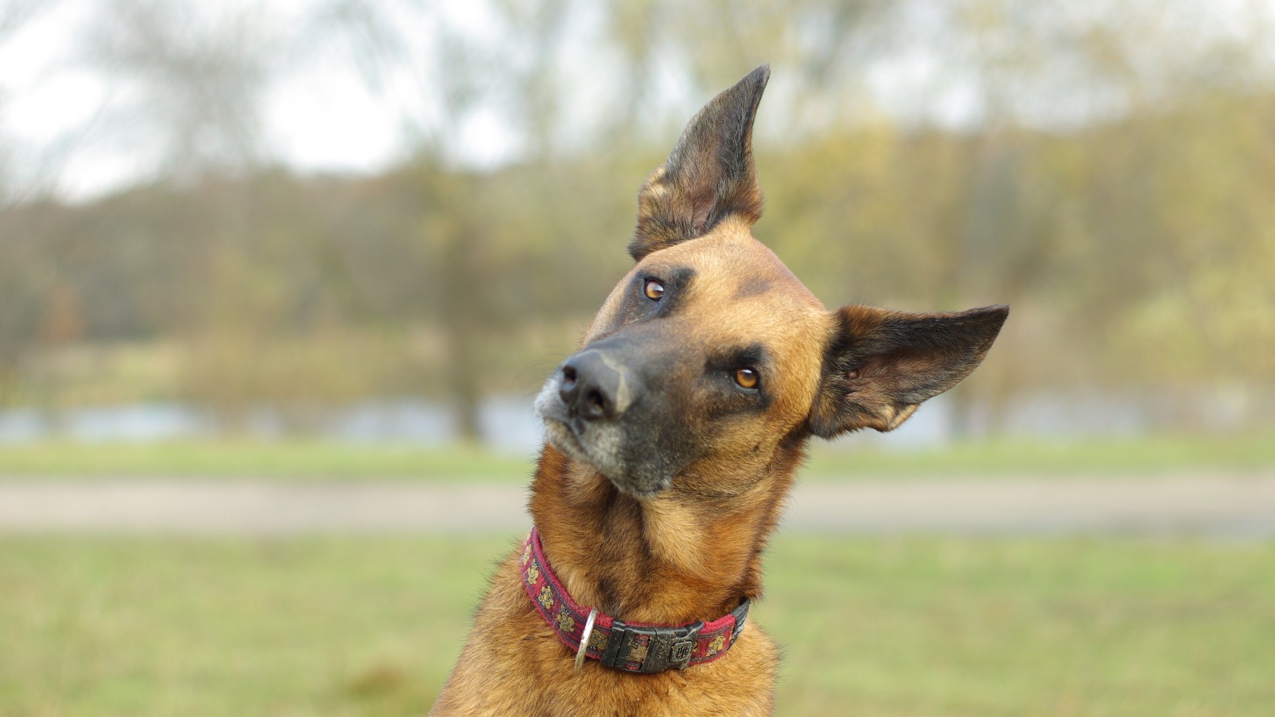Un cane simile a un pastore belga malinois piega la testa di lato con le orecchie dritte, come se ascoltasse con attenzione, in un parco