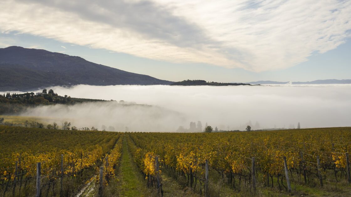 Un vigneto in autunno con le foglie gialle e la nebbia che si alza tra le colline