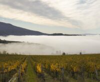 Un vigneto in autunno con le foglie gialle e la nebbia che si alza tra le colline