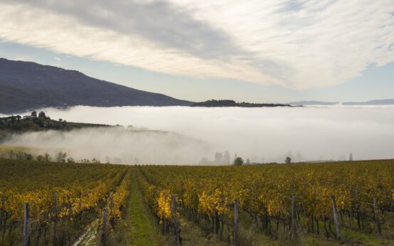 Un vigneto in autunno con le foglie gialle e la nebbia che si alza tra le colline