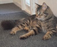 Un gatto tigrato sdraiato vicino a una porta di casa, in una foto di repertorio