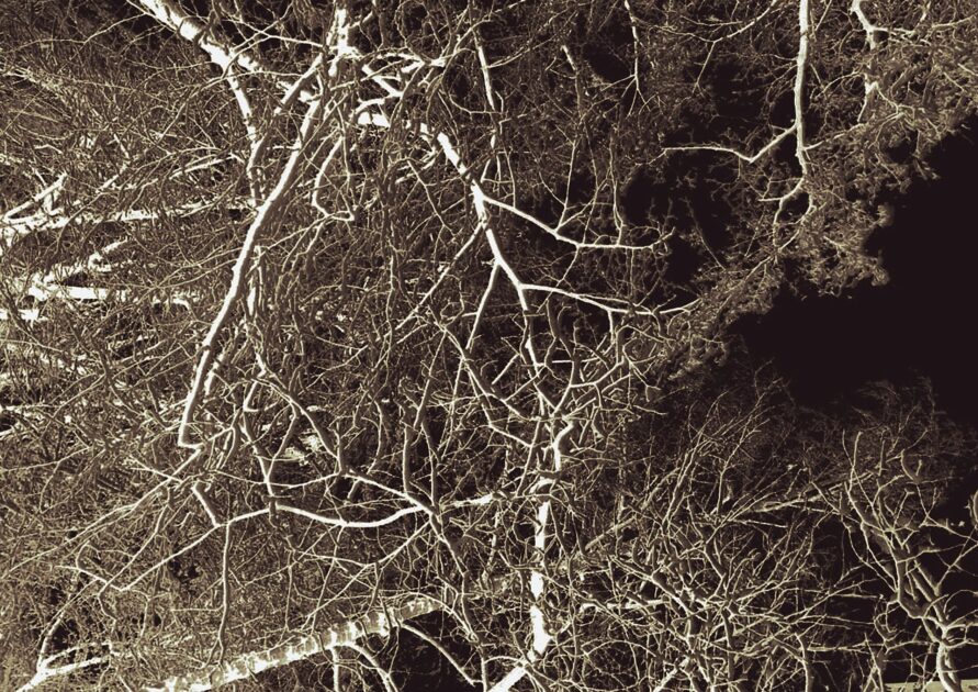 Sepolti in una tuta di funghi: la promessa green dell’ultimo abito che la scienza non ha mai confermato 3 Filamenti di micelio, la parte sotterranea dei funghi usata per le bare biodegradabili