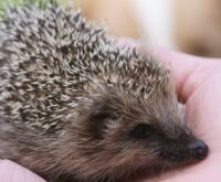 Un giovane riccio europeo tenuto nel palmo di una mano, in una foto di repertorio