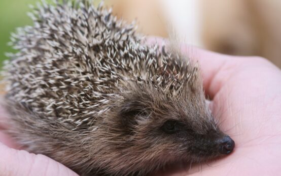 Un giovane riccio europeo tenuto nel palmo di una mano, in una foto di repertorio