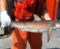 Uno squalo scuro (Carcharhinus obscurus) tenuto da una persona con i guanti, la stessa specie di Bukang-i
