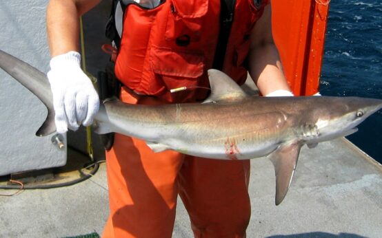 Uno squalo scuro (Carcharhinus obscurus) tenuto da una persona con i guanti, la stessa specie di Bukang-i