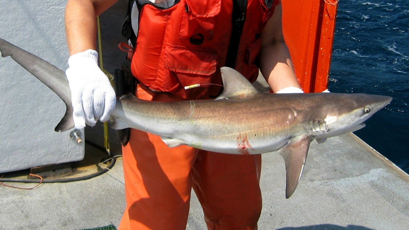 Uno squalo scuro (Carcharhinus obscurus) tenuto da una persona con i guanti, la stessa specie di Bukang-i