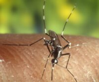 Zanzare a novembre: una zanzara tigre (Aedes albopictus) posata sulla pelle