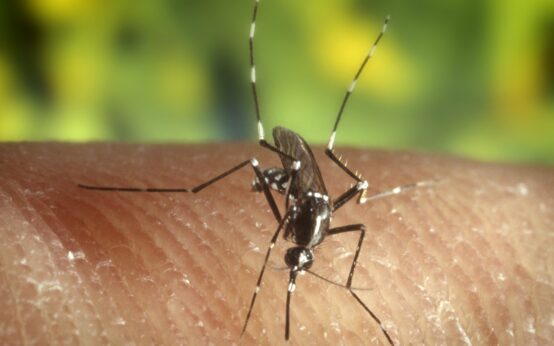 Zanzare a novembre: una zanzara tigre (Aedes albopictus) posata sulla pelle